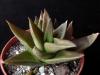 Alworthia black gem (Aloe speciosa x Haworthia cymbiformis) 2 syn. Aloe Walmsley's bronze.JPG